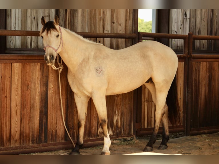 American Quarter Horse Castrone 3 Anni 150 cm Pelle di daino in Weatherford, TX
