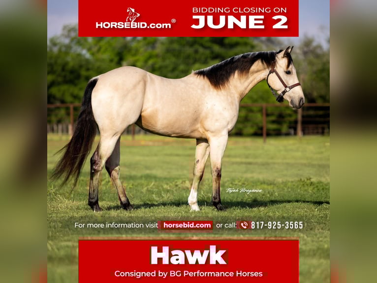 American Quarter Horse Castrone 3 Anni 150 cm Pelle di daino in Weatherford, TX