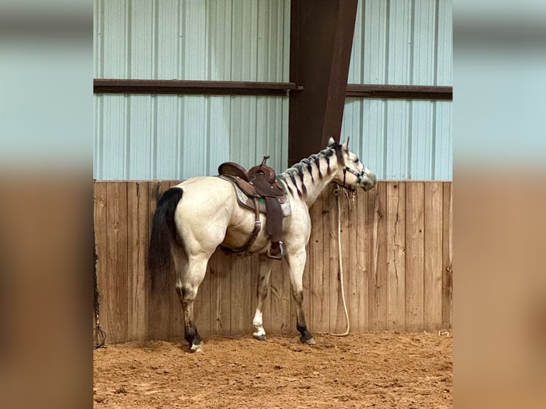 American Quarter Horse Castrone 3 Anni 150 cm Pelle di daino in Weatherford, TX