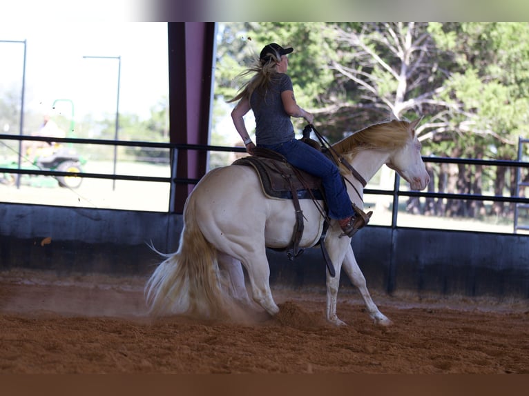 American Quarter Horse Castrone 3 Anni 150 cm Perlino in Collinsville, TX