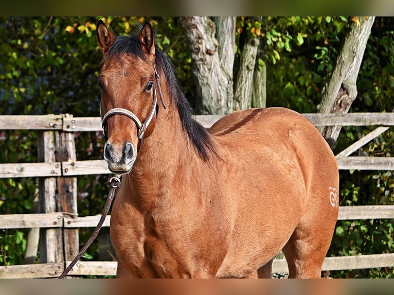 American Quarter Horse Castrone 3 Anni 150 cm in Dinslaken