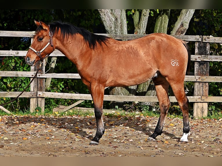 American Quarter Horse Castrone 3 Anni 150 cm in Dinslaken