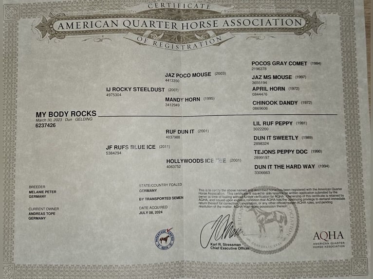 American Quarter Horse Castrone 3 Anni 150 cm in Dinslaken