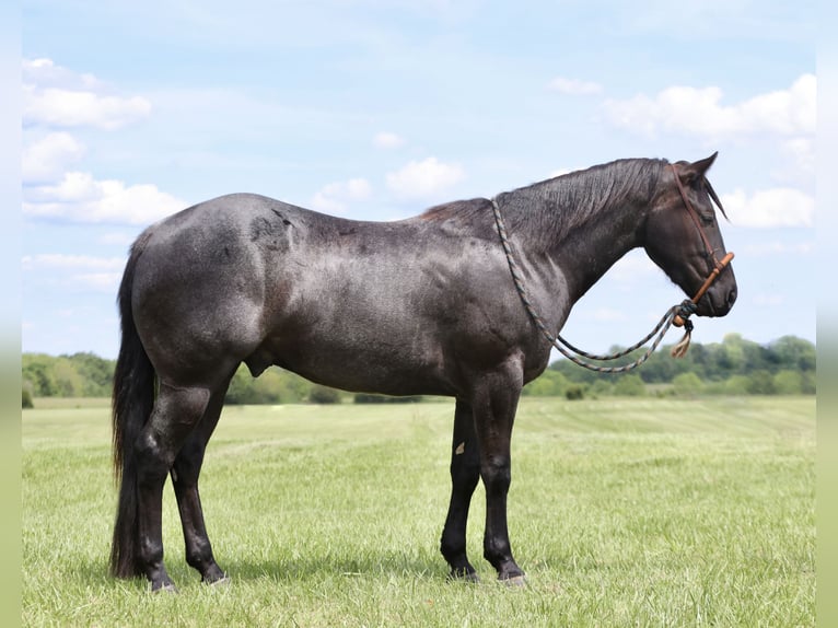 American Quarter Horse Castrone 3 Anni 150 cm Roano blu in Buffalo, MO