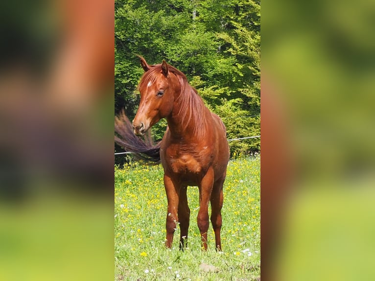 American Quarter Horse Castrone 3 Anni 150 cm Sauro ciliegia in Glashütten