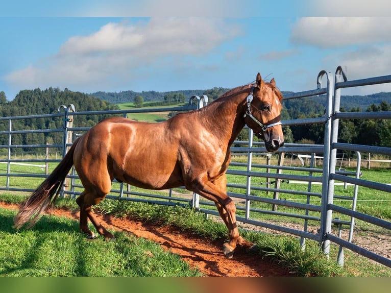 American Quarter Horse Castrone 3 Anni 150 cm Sauro ciliegia in Glashütten