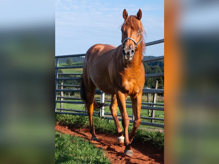 American Quarter Horse Castrone 3 Anni 150 cm Sauro ciliegia in Glashütten