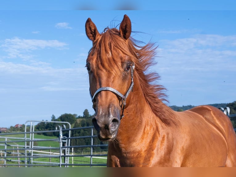 American Quarter Horse Castrone 3 Anni 150 cm Sauro ciliegia in Glashütten