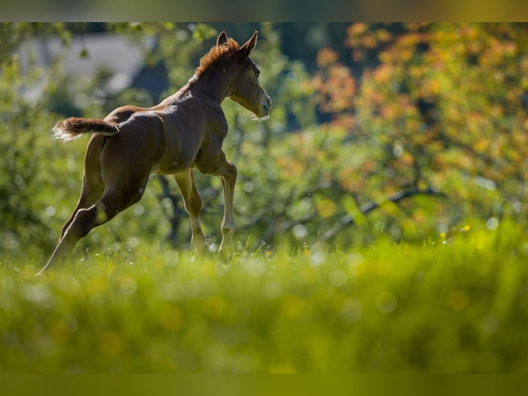 American Quarter Horse Castrone 3 Anni 150 cm Sauro ciliegia in Glashütten