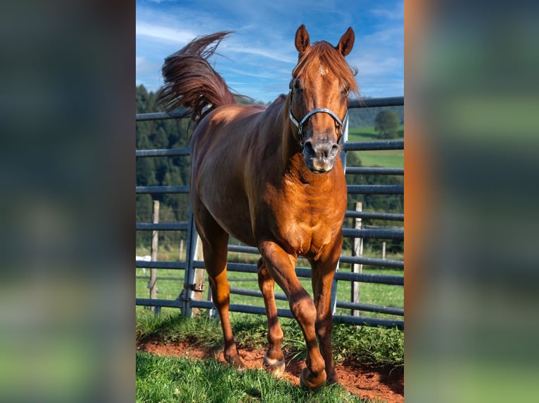 American Quarter Horse Castrone 3 Anni 150 cm Sauro ciliegia in Glashütten