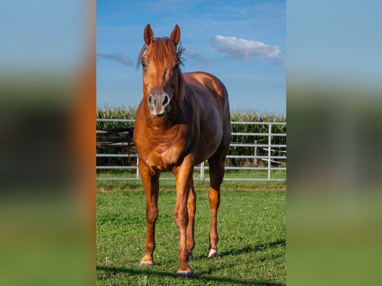 American Quarter Horse Castrone 3 Anni 150 cm Sauro ciliegia in Glashütten