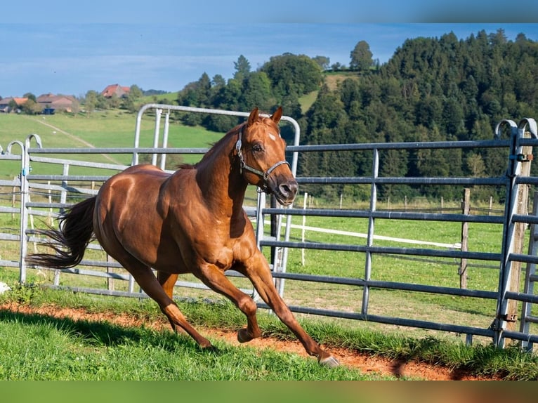 American Quarter Horse Castrone 3 Anni 150 cm Sauro ciliegia in Glashütten