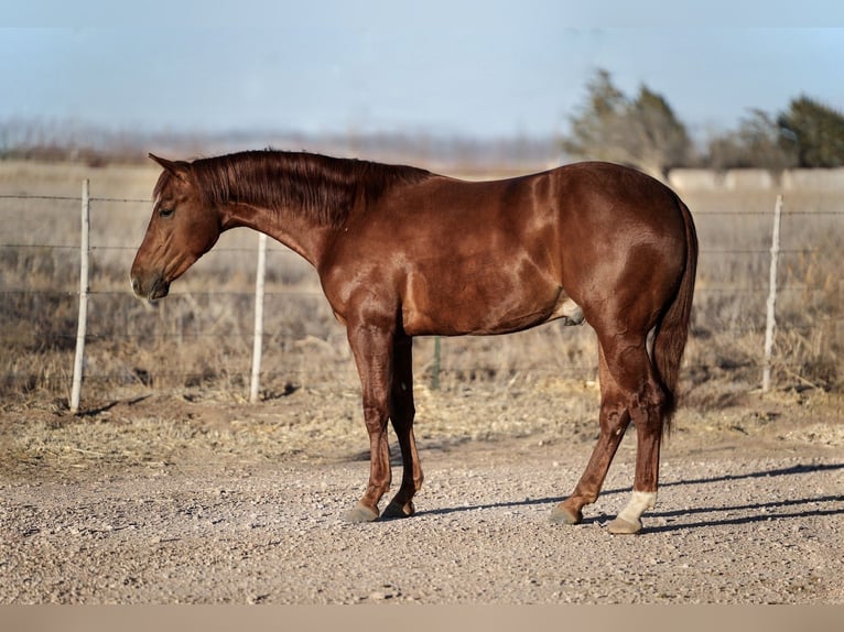 American Quarter Horse Castrone 3 Anni 150 cm Sauro ciliegia in Amarillo