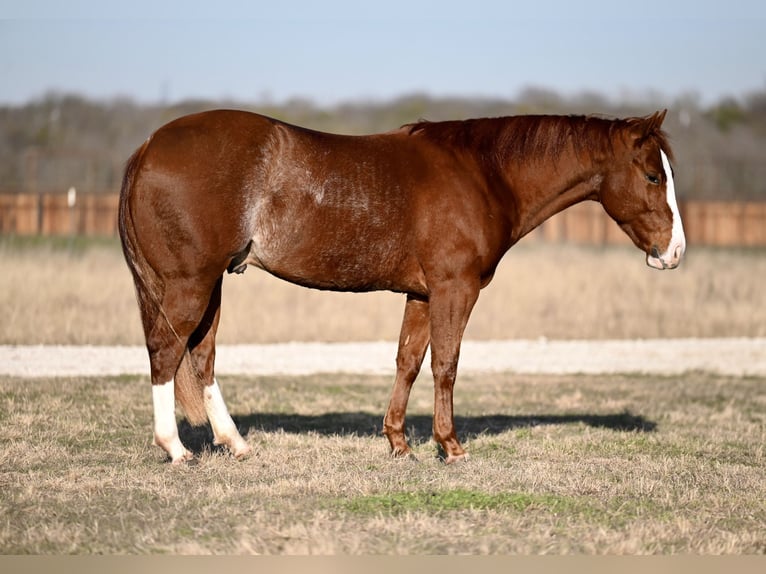 American Quarter Horse Castrone 3 Anni 150 cm Sauro ciliegia in Waco, TX