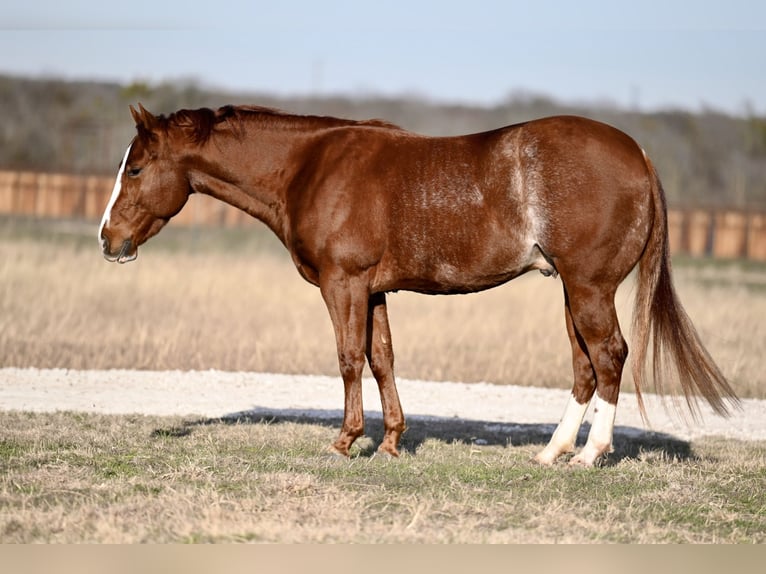 American Quarter Horse Castrone 3 Anni 150 cm Sauro ciliegia in Waco, TX