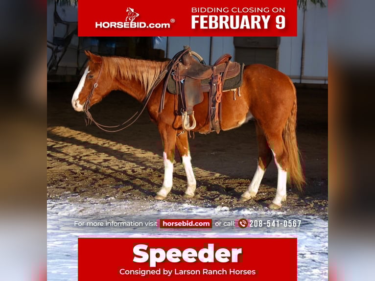 American Quarter Horse Castrone 3 Anni 150 cm Sauro ciliegia in Saint Anthony