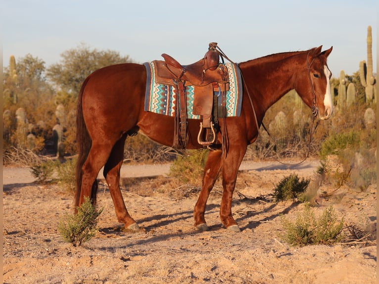 American Quarter Horse Castrone 3 Anni 150 cm Sauro ciliegia in Casa Grande, AZ