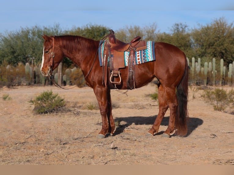 American Quarter Horse Castrone 3 Anni 150 cm Sauro ciliegia in Casa Grande, AZ