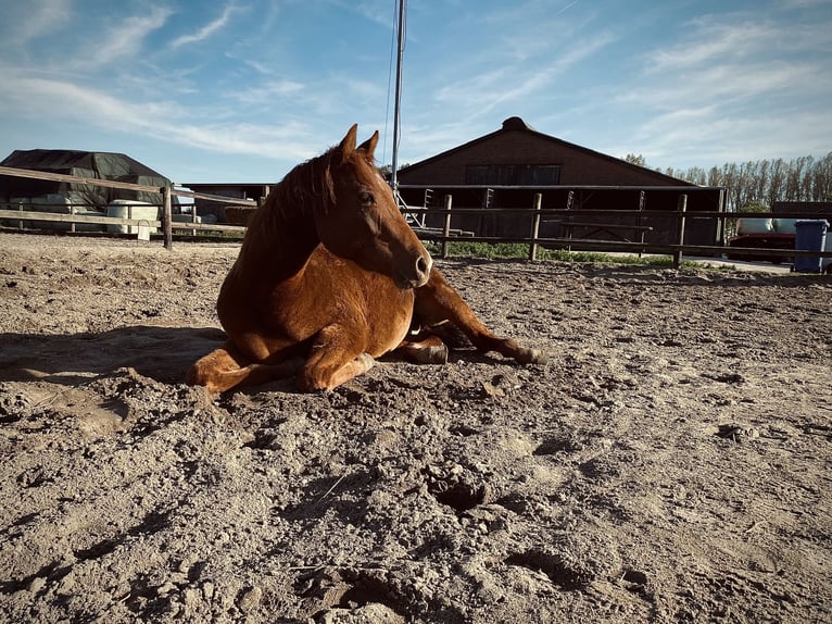 American Quarter Horse Castrone 3 Anni 150 cm Sauro in Zevenbergen