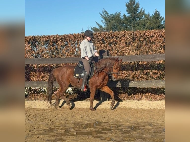 American Quarter Horse Castrone 3 Anni 150 cm Sauro in Daleiden