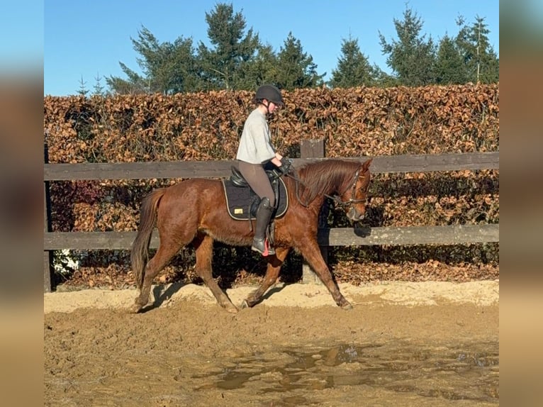 American Quarter Horse Castrone 3 Anni 150 cm Sauro in Daleiden