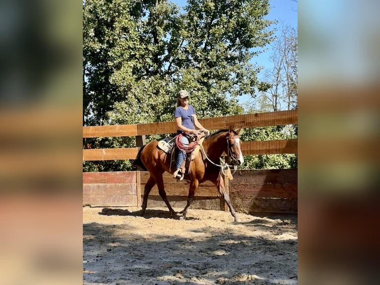 American Quarter Horse Castrone 3 Anni 151 cm Baio in Cortazzone