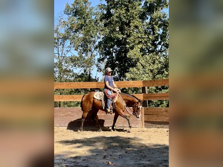 American Quarter Horse Castrone 3 Anni 151 cm Baio in Cortazzone