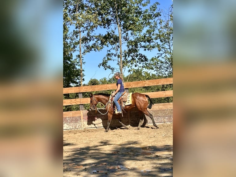 American Quarter Horse Castrone 3 Anni 151 cm Baio in Cortazzone