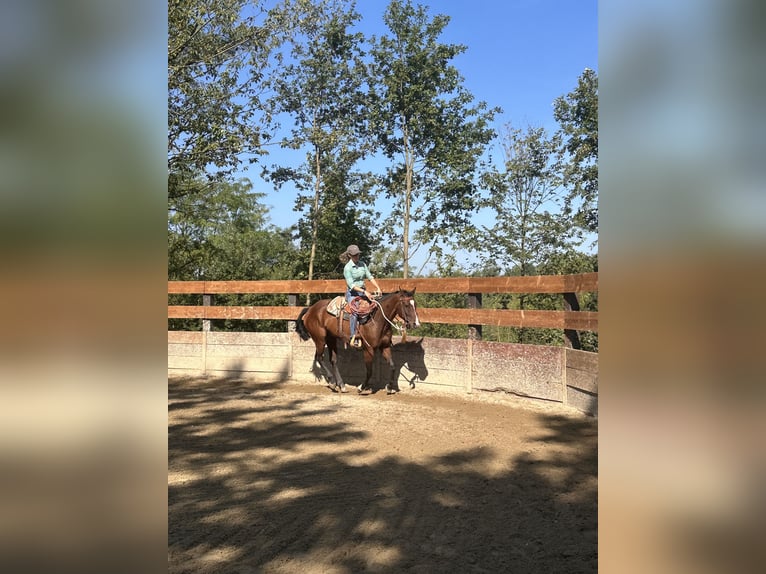 American Quarter Horse Castrone 3 Anni 151 cm Baio in Cortazzone