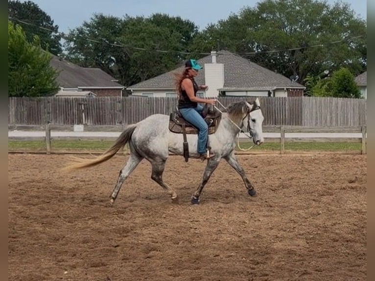 American Quarter Horse Castrone 3 Anni 151 cm Grigio in Montgomery