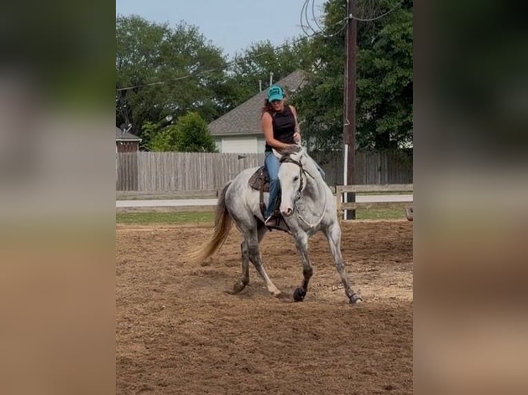 American Quarter Horse Castrone 3 Anni 151 cm Grigio in Montgomery