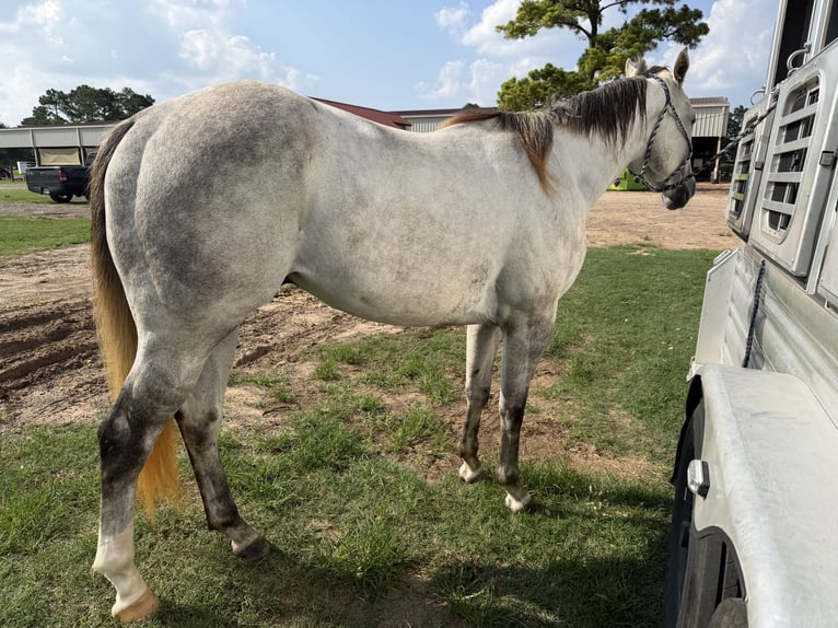 American Quarter Horse Castrone 3 Anni 151 cm Grigio in Montgomery