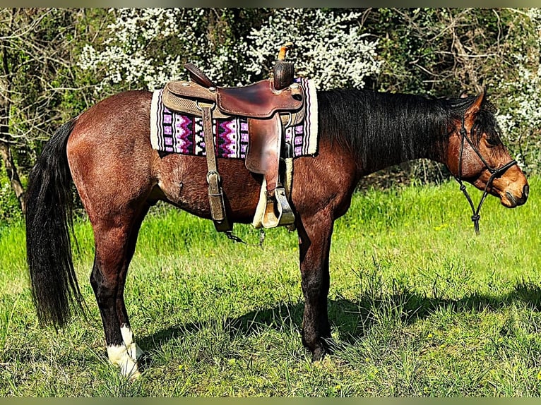 American Quarter Horse Castrone 3 Anni 151 cm Rabicano in Trezzo D adda