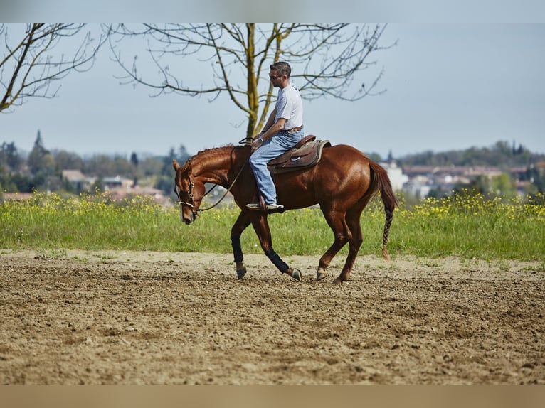 American Quarter Horse Castrone 3 Anni 151 cm Sauro in München