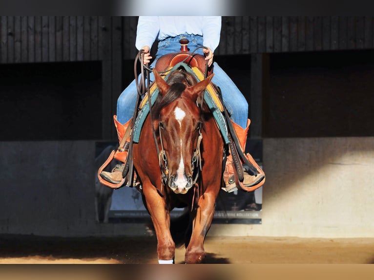 American Quarter Horse Castrone 3 Anni 151 cm Sauro in Falkensee