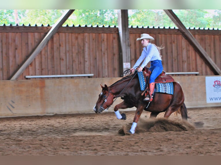 American Quarter Horse Castrone 3 Anni 151 cm Sauro in Falkensee