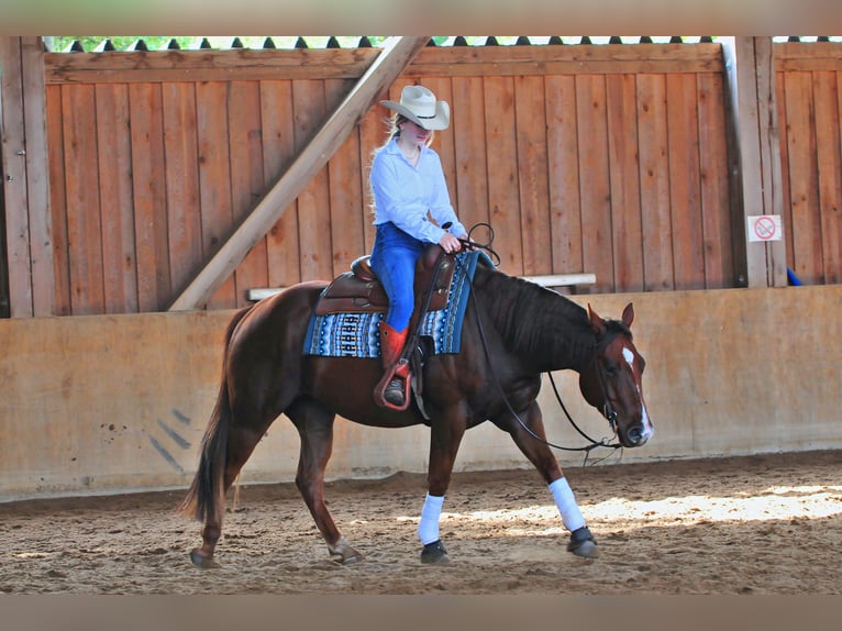American Quarter Horse Castrone 3 Anni 151 cm Sauro in Falkensee