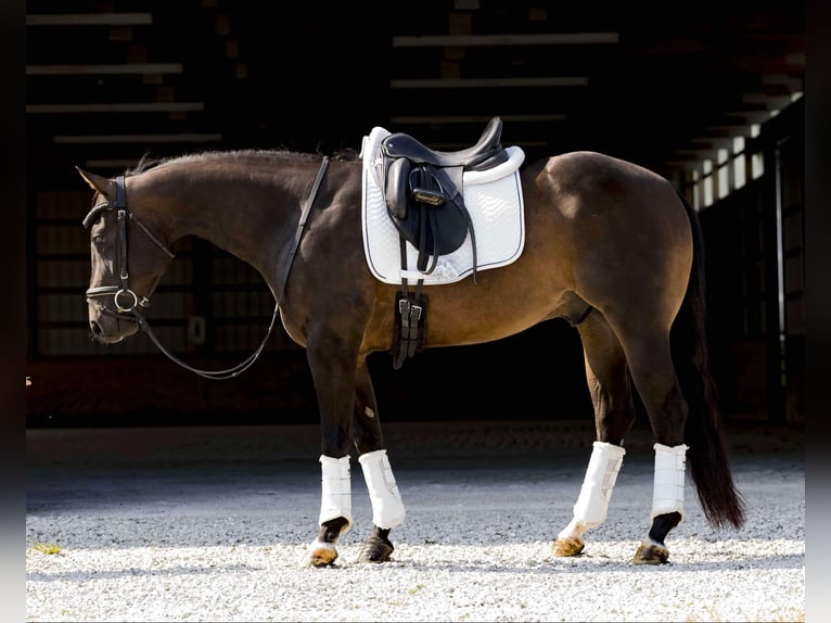 American Quarter Horse Castrone 3 Anni 152 cm Baio ciliegia in Sweet Springs MO