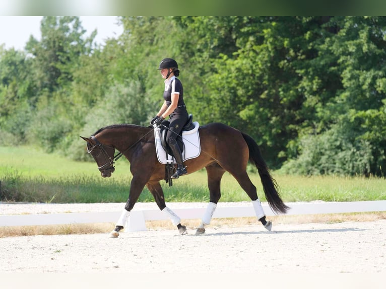 American Quarter Horse Castrone 3 Anni 152 cm Baio ciliegia in Sweet Springs MO