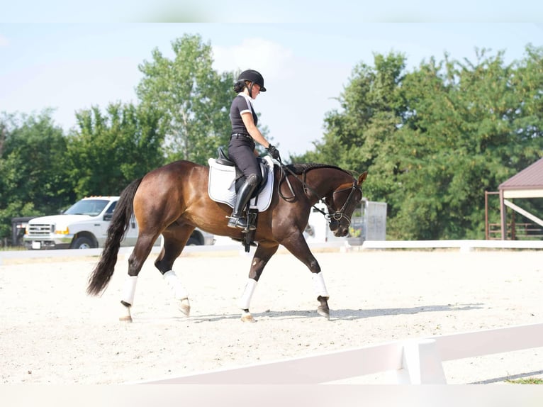 American Quarter Horse Castrone 3 Anni 152 cm Baio ciliegia in Sweet Springs MO