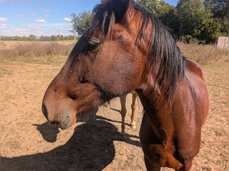 American Quarter Horse Mix Castrone 3 Anni 152 cm Baio ciliegia in Urbana