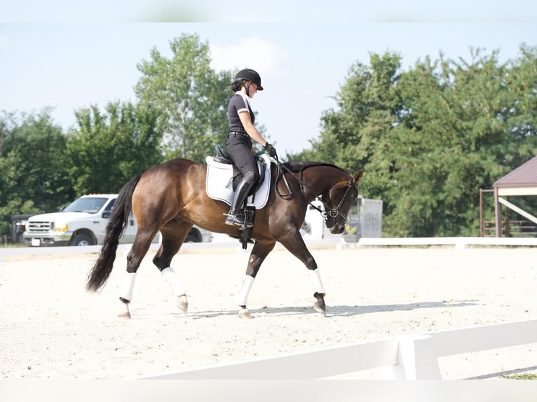 American Quarter Horse Castrone 3 Anni 152 cm Baio in Marshall, MO