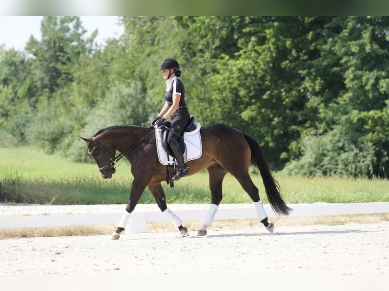 American Quarter Horse Castrone 3 Anni 152 cm Baio in Marshall, MO