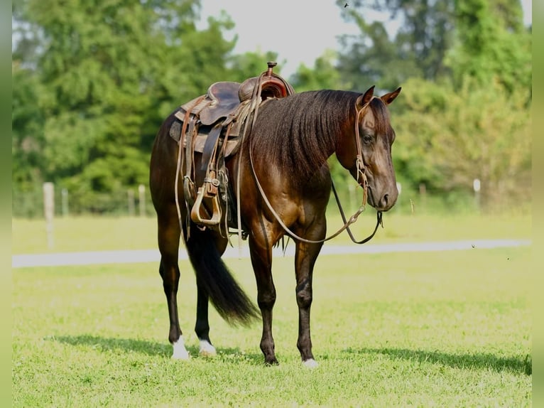 American Quarter Horse Castrone 3 Anni 152 cm Baio in Marshall, MO