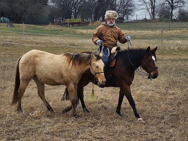 American Quarter Horse Castrone 3 Anni 152 cm Champagne in Müglitztal