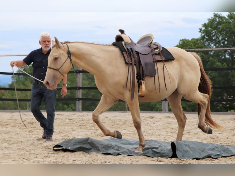 American Quarter Horse Castrone 3 Anni 152 cm Champagne in Müglitztal