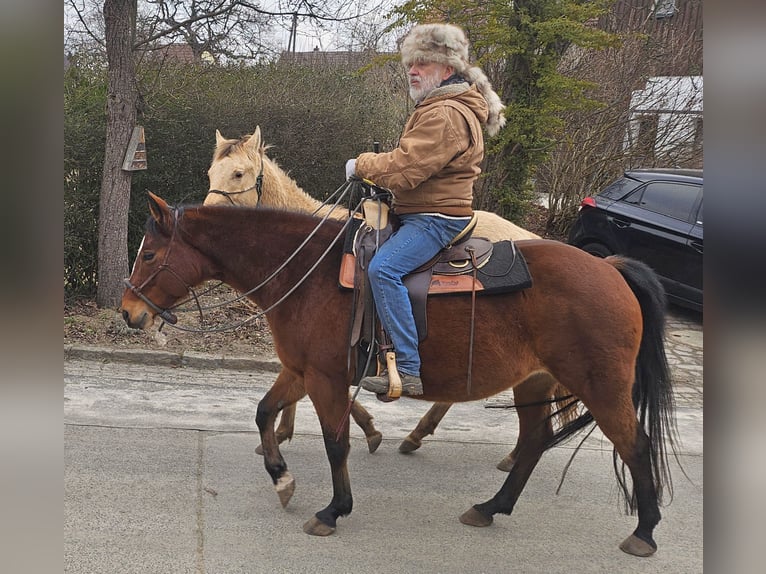 American Quarter Horse Castrone 3 Anni 152 cm Champagne in Müglitztal