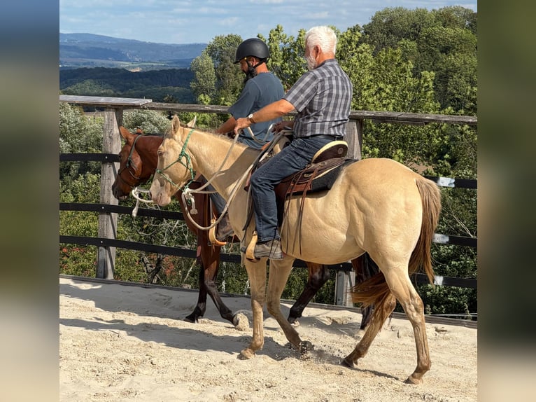 American Quarter Horse Castrone 3 Anni 152 cm Champagne in Müglitztal