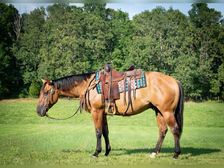 American Quarter Horse Castrone 3 Anni 152 cm Falbo in Greenville Ky