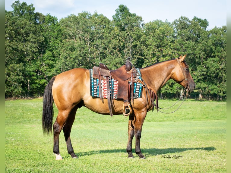 American Quarter Horse Castrone 3 Anni 152 cm Falbo in Greenville Ky